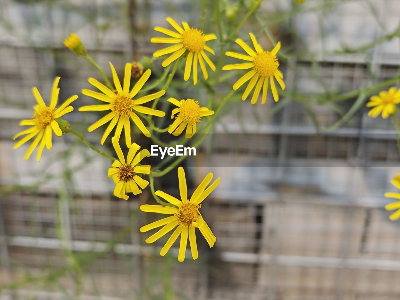 close-up of yellow flowers