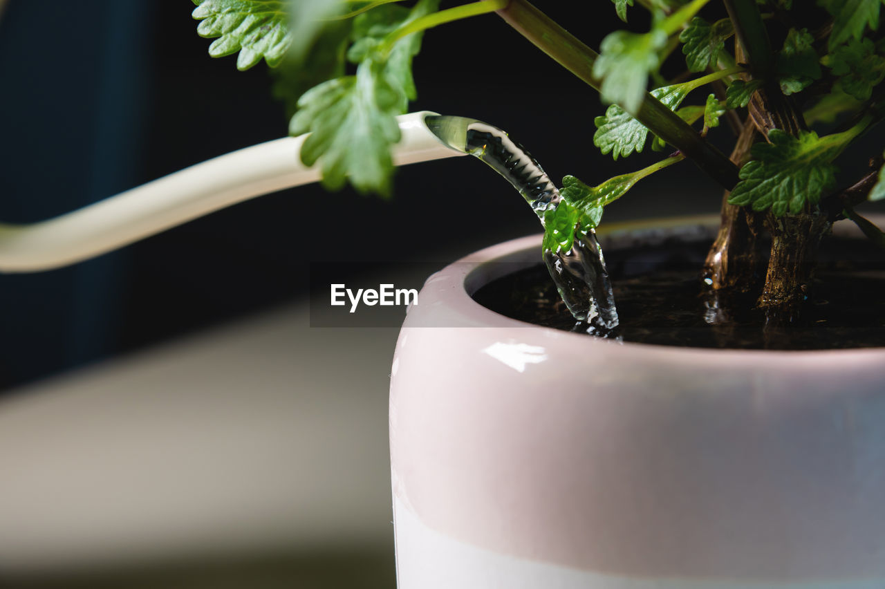 Home gardening, close-up of a watering can, watering a pot with a houseplant