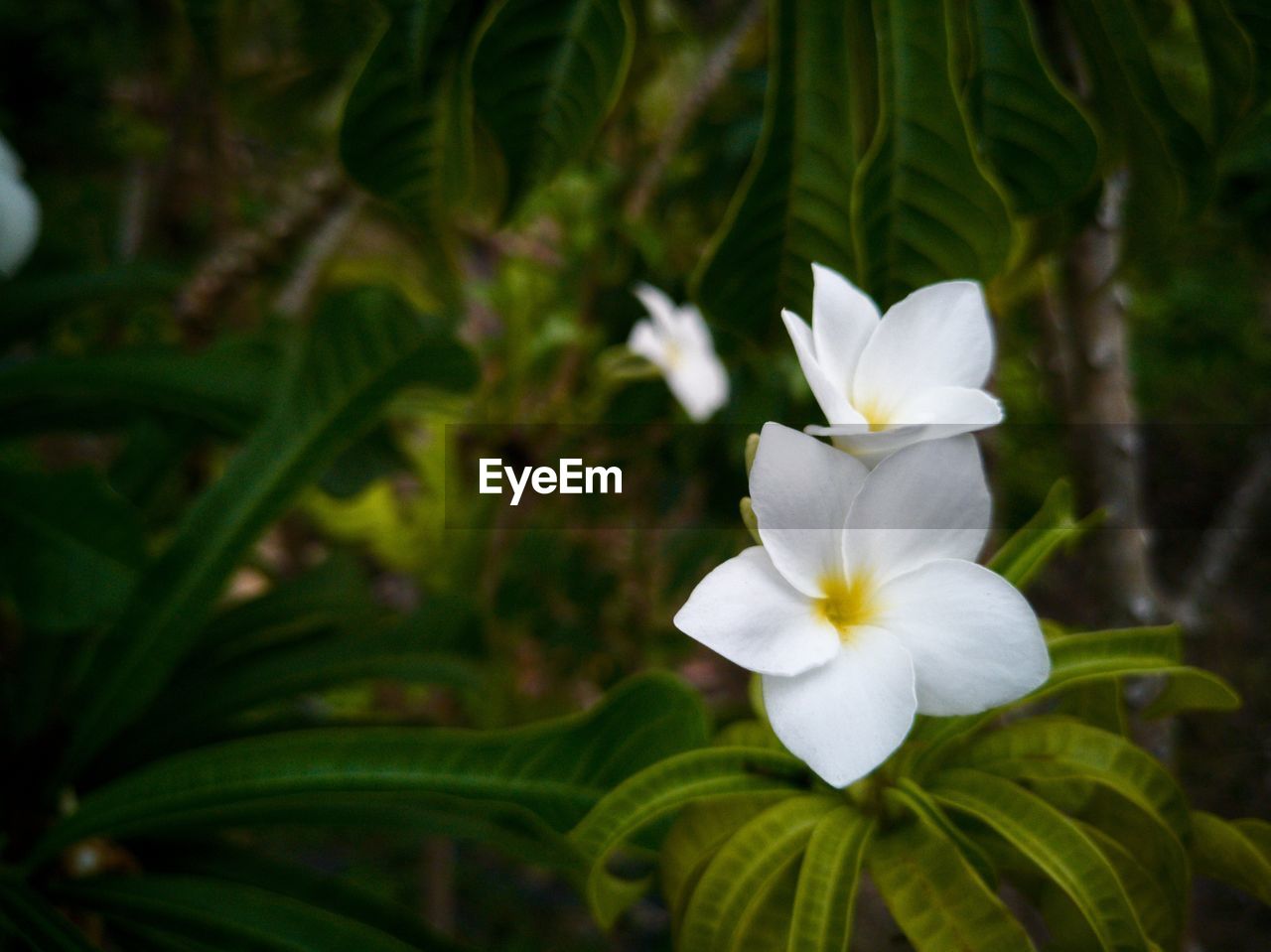 CLOSE-UP OF FRESH WHITE FLOWER BLOOMING IN PARK