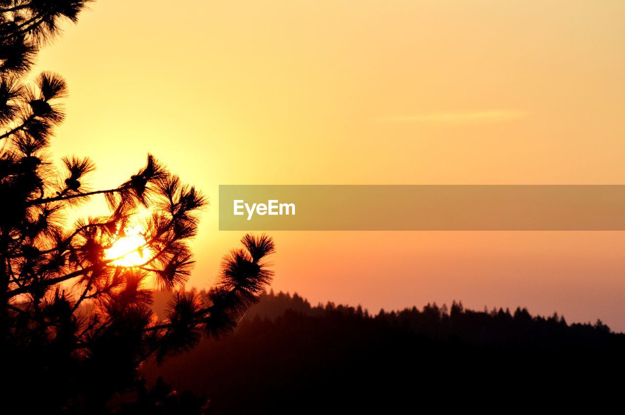 Silhouette trees against clear sky during sunset