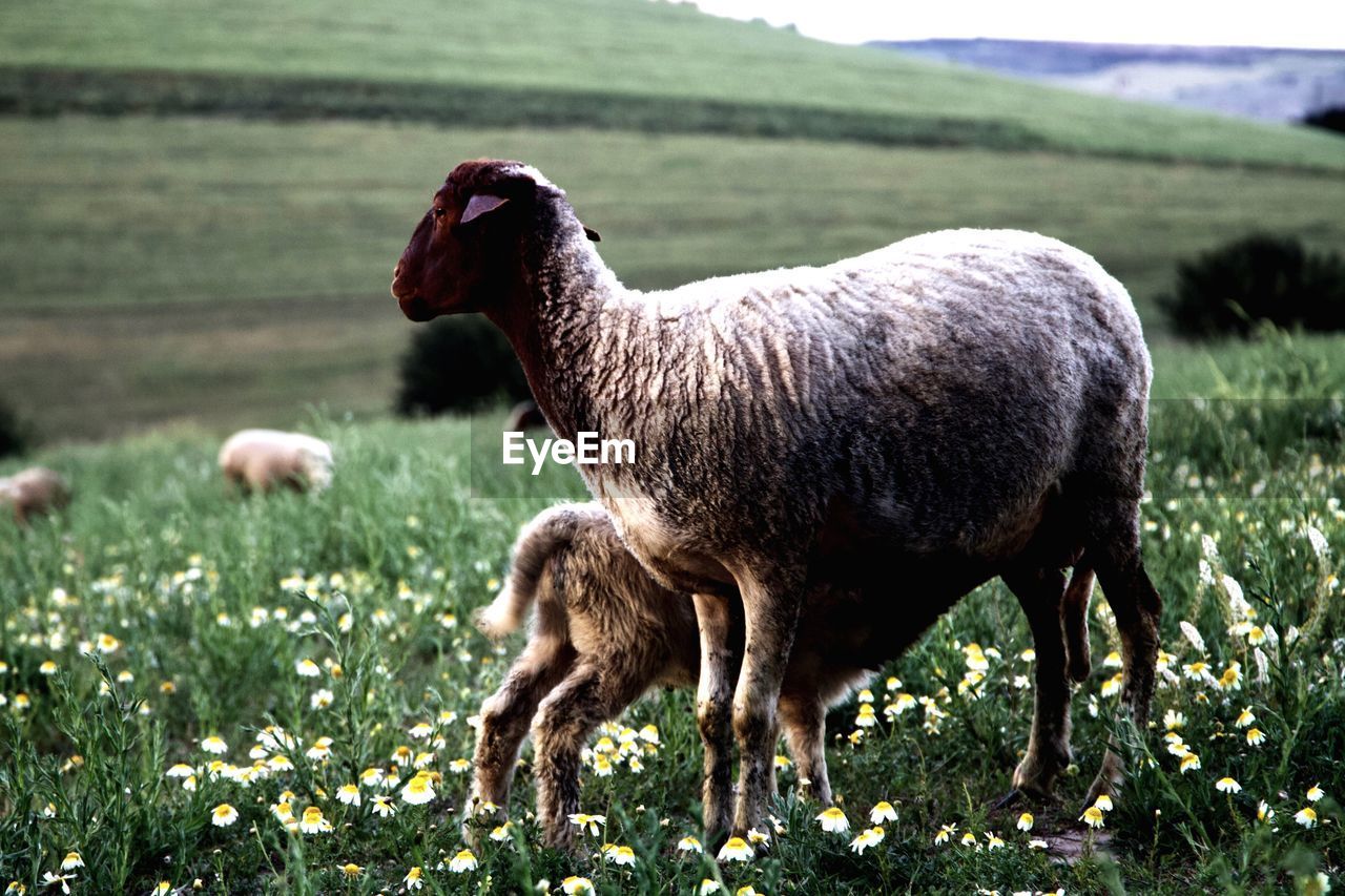 SHEEP STANDING ON FIELD