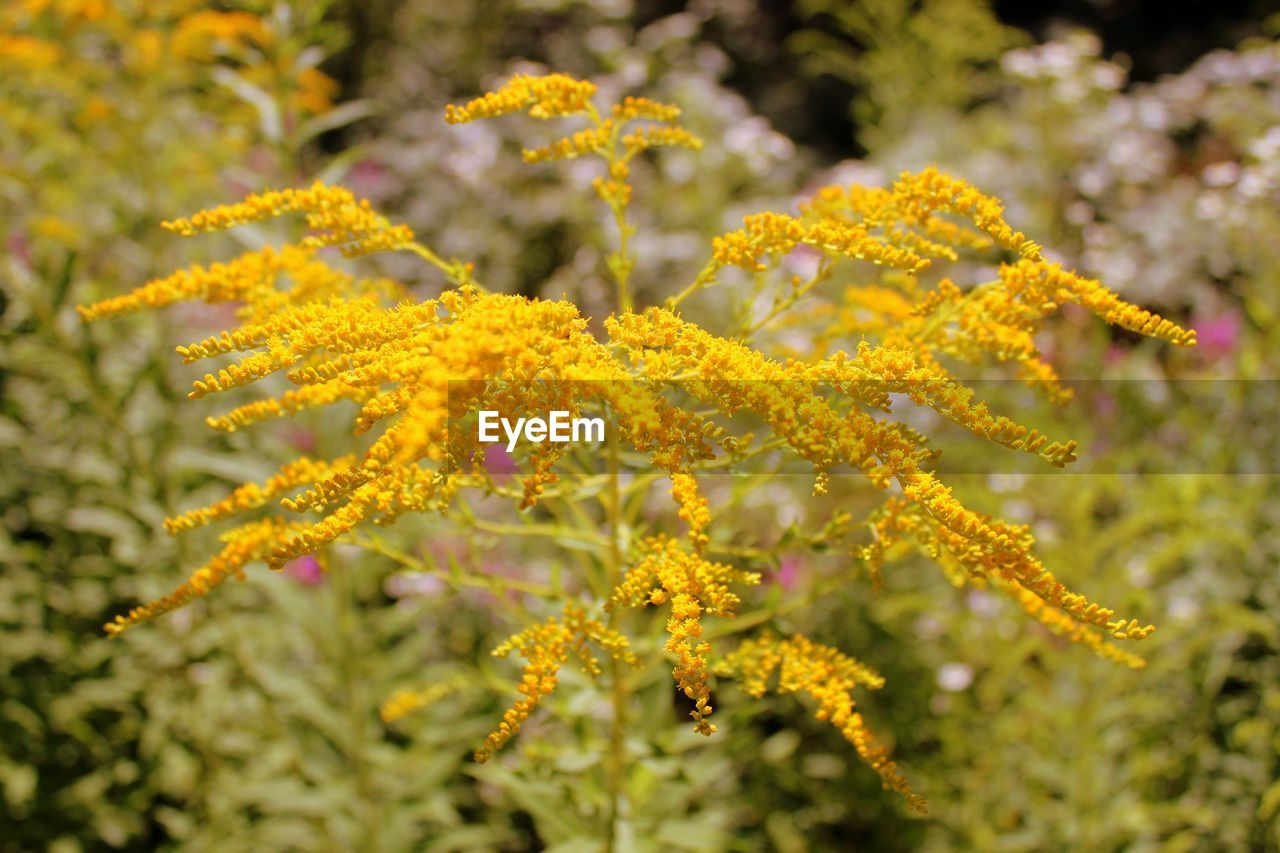 Close-up of yellow flowers