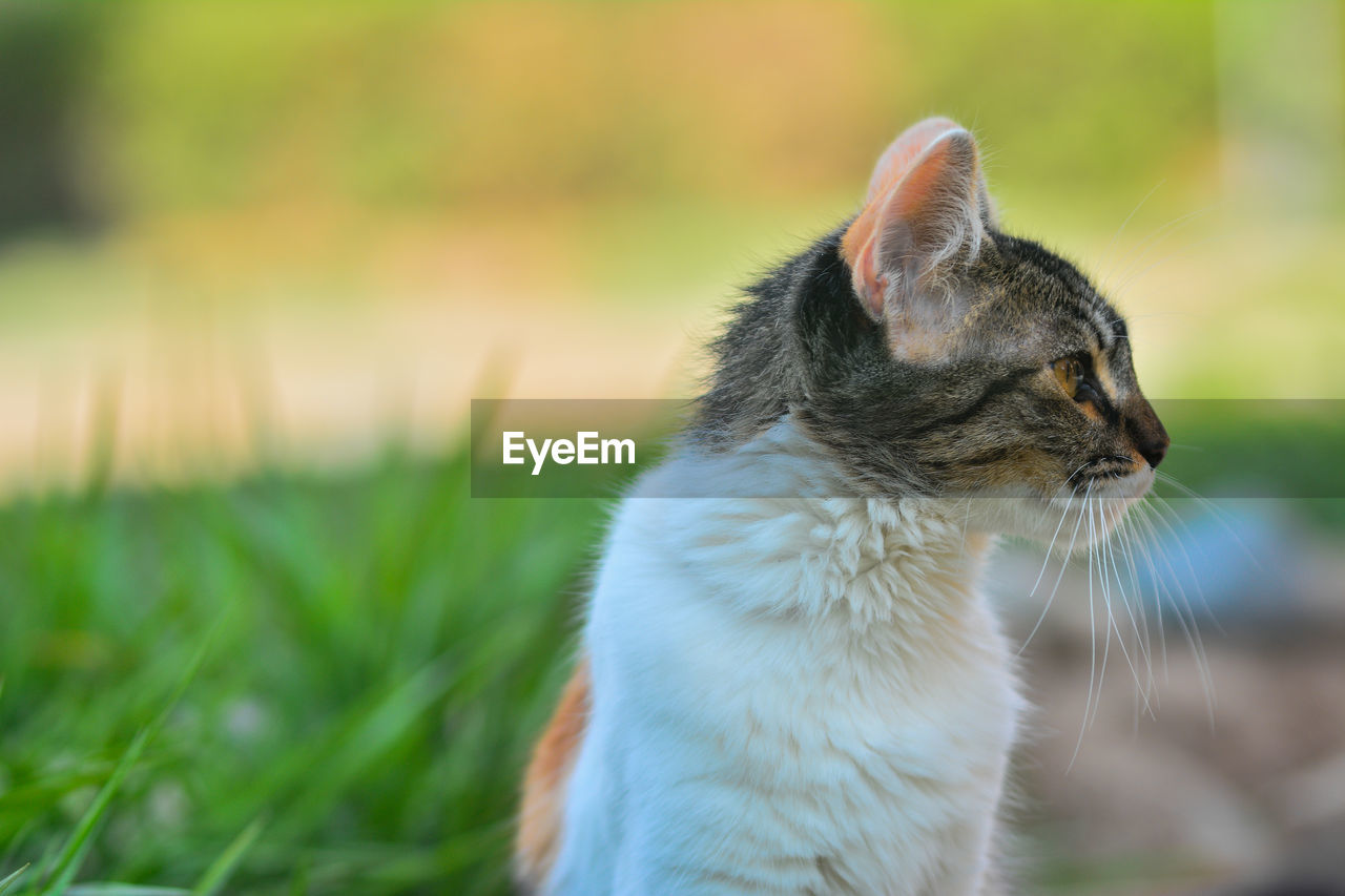 CLOSE-UP OF CAT LOOKING AWAY ON FIELD
