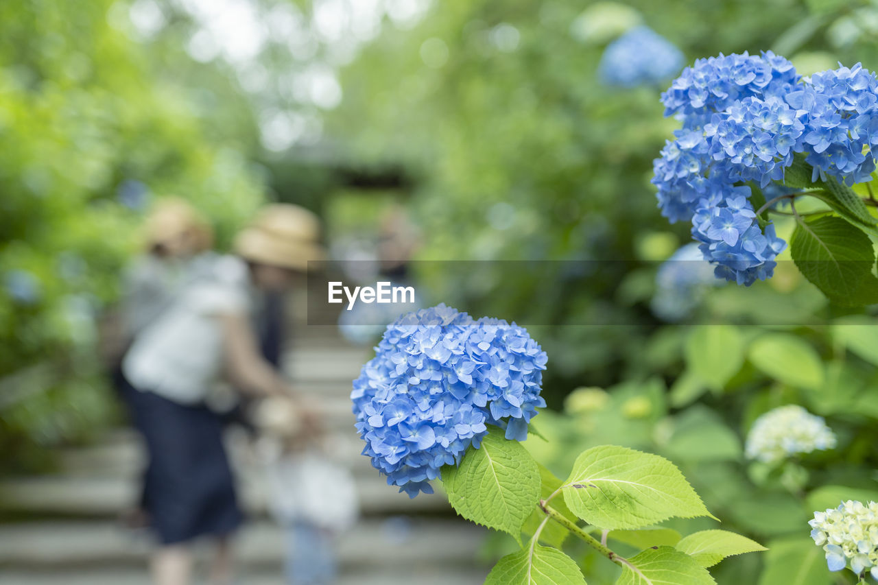 Close-up of purple hydrangea flower