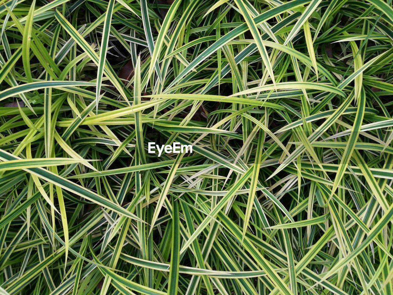 Close-up of plants