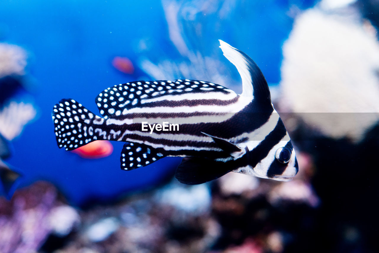 CLOSE-UP OF FISH SWIMMING