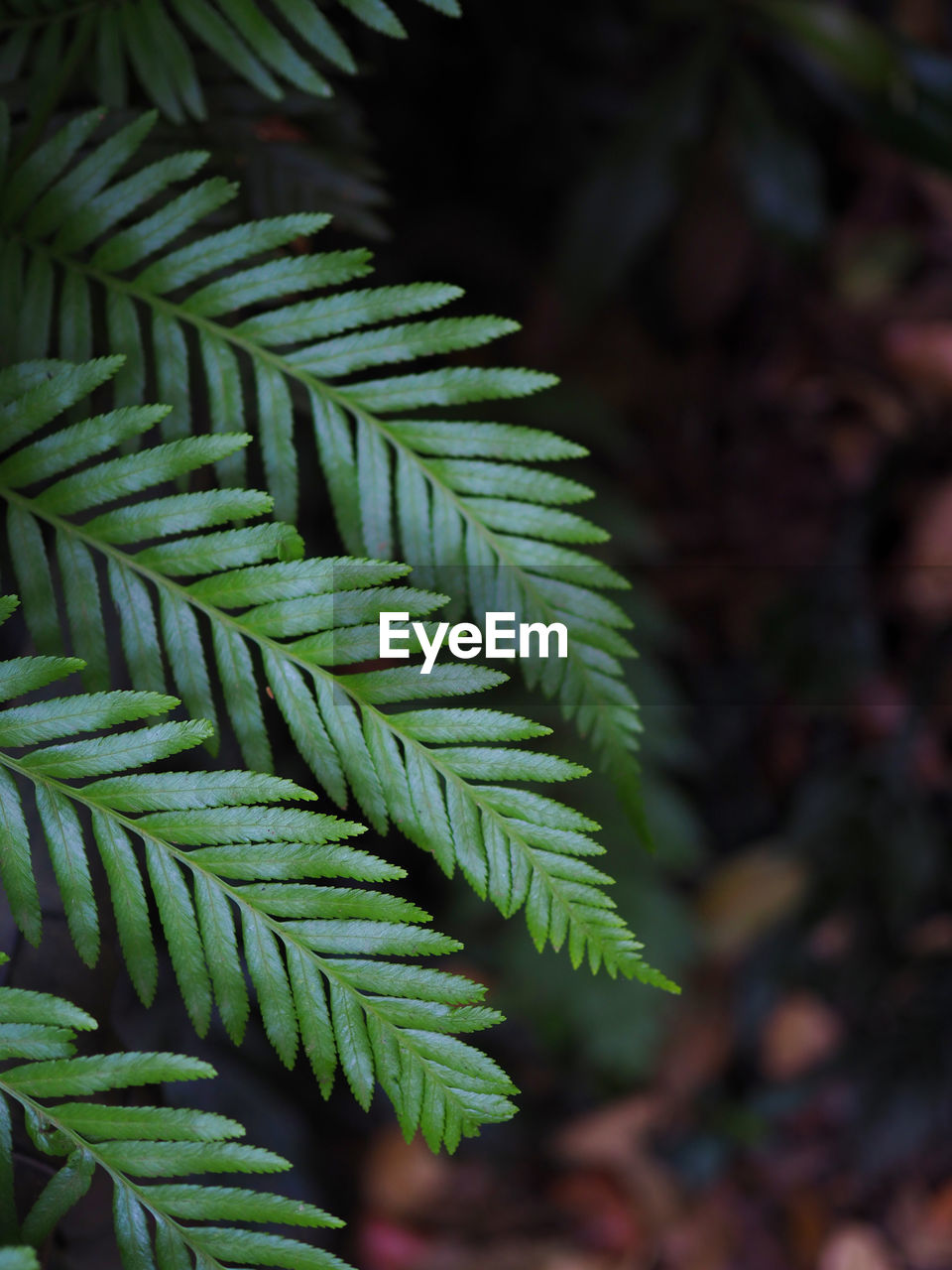 Closeup of beautiful leaves in the rain forest of blue mountain, australia.