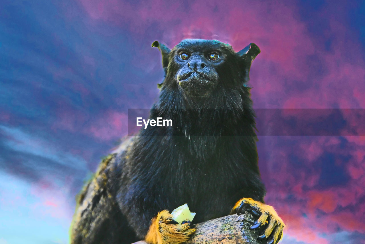 CLOSE-UP PORTRAIT OF MONKEY ON ROCK