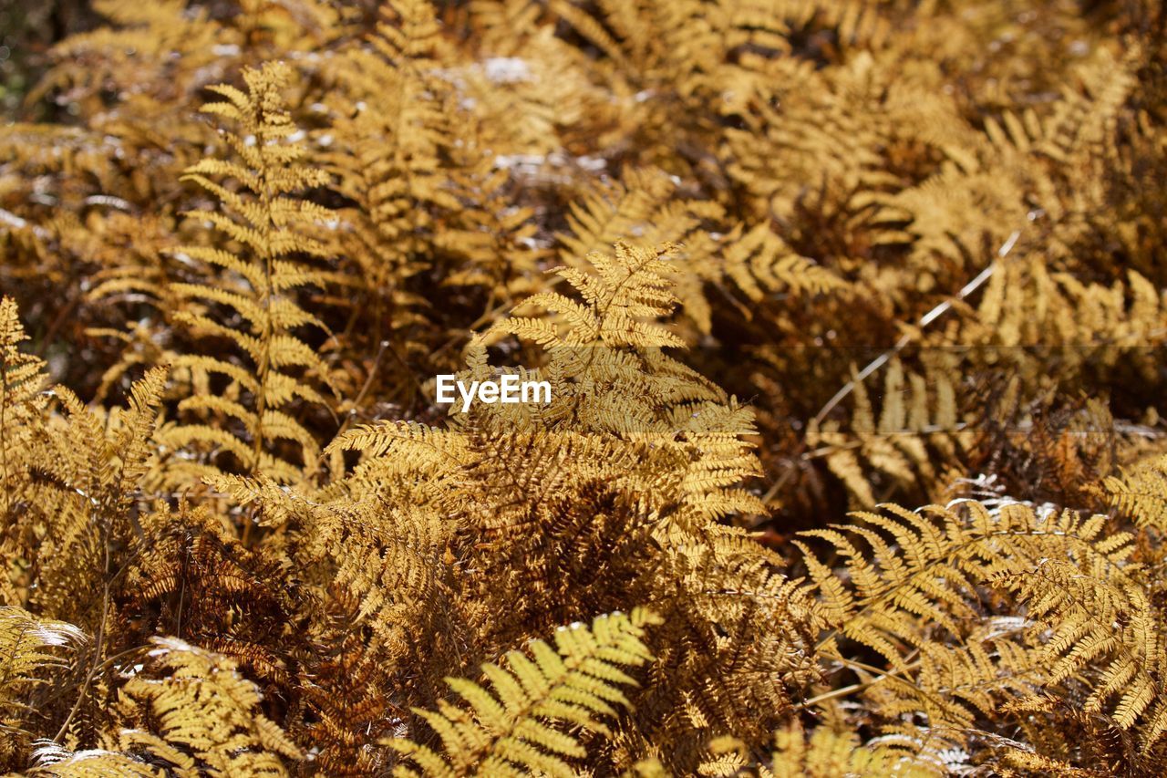 Bracken fern turns golden in winter sunlight