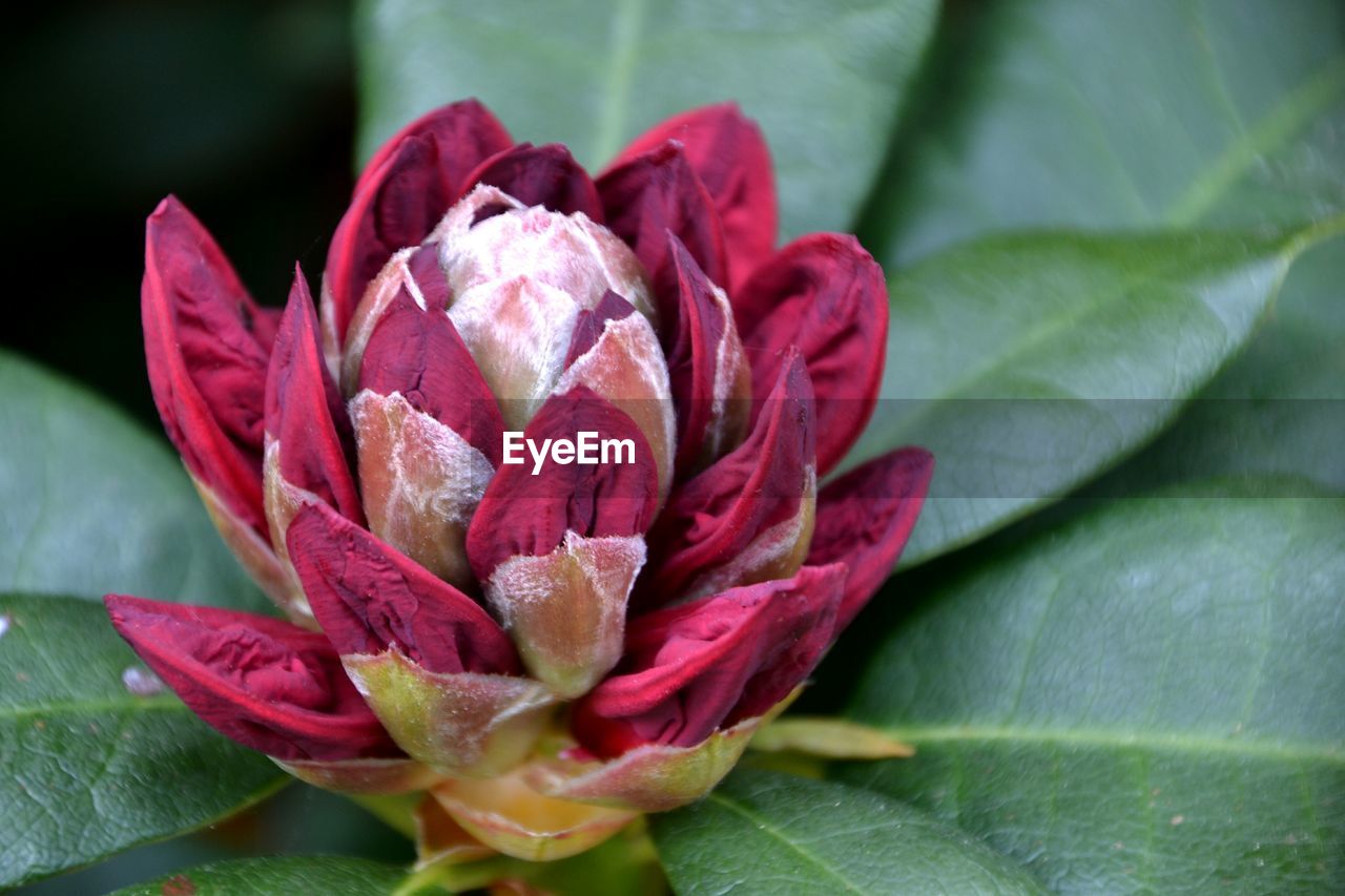 Close-up of red flower bud