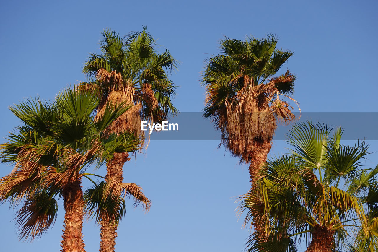 Low angle view of palm trees against clear blue sky