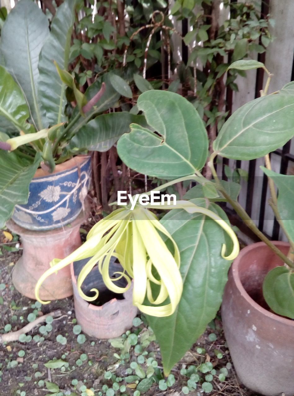 HIGH ANGLE VIEW OF POTTED PLANT IN YARD