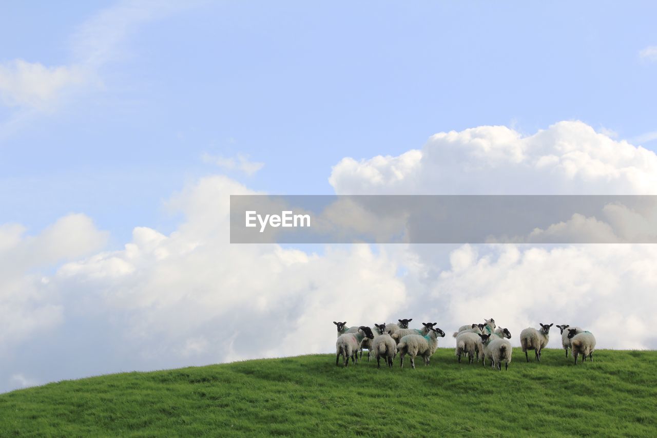 Flock of sheep on field against sky