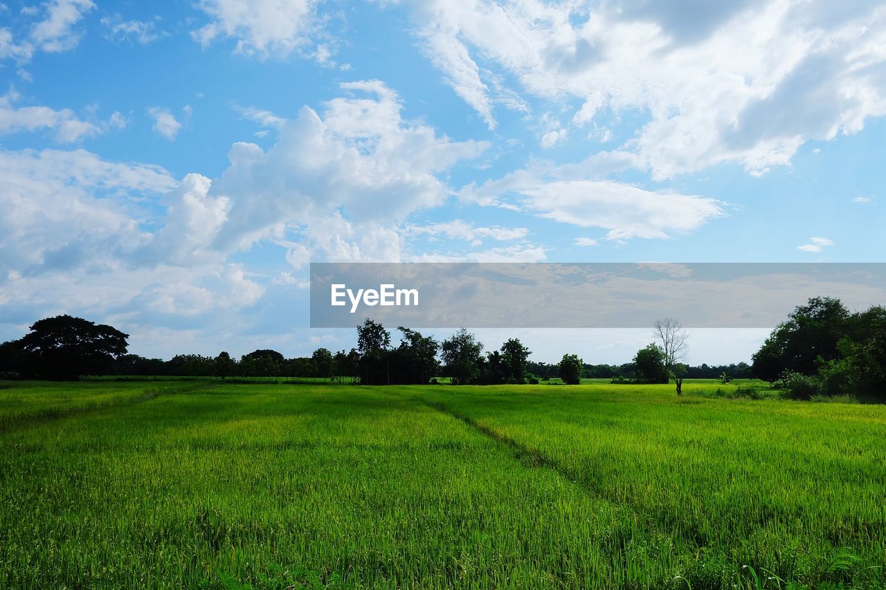 Scenic view of agricultural field against sky