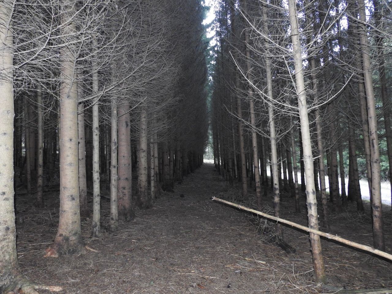 TREES IN FOREST DURING AUTUMN