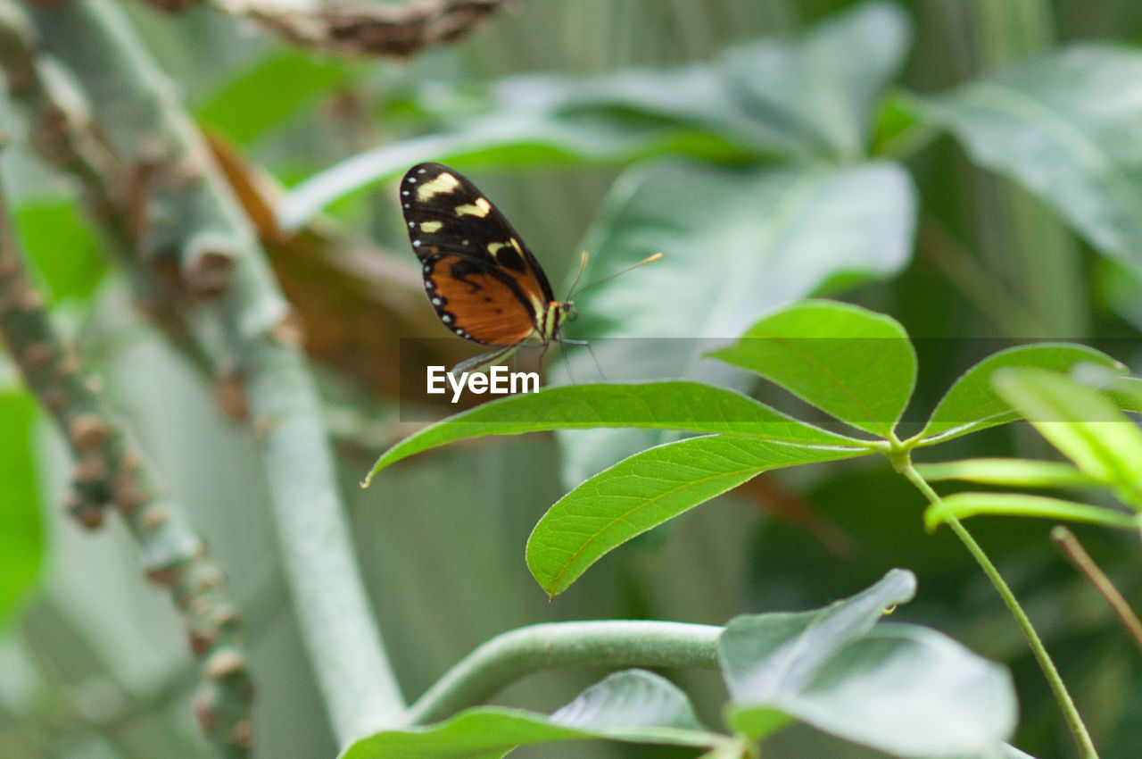 CLOSE-UP OF BUTTERFLY ON PLANT