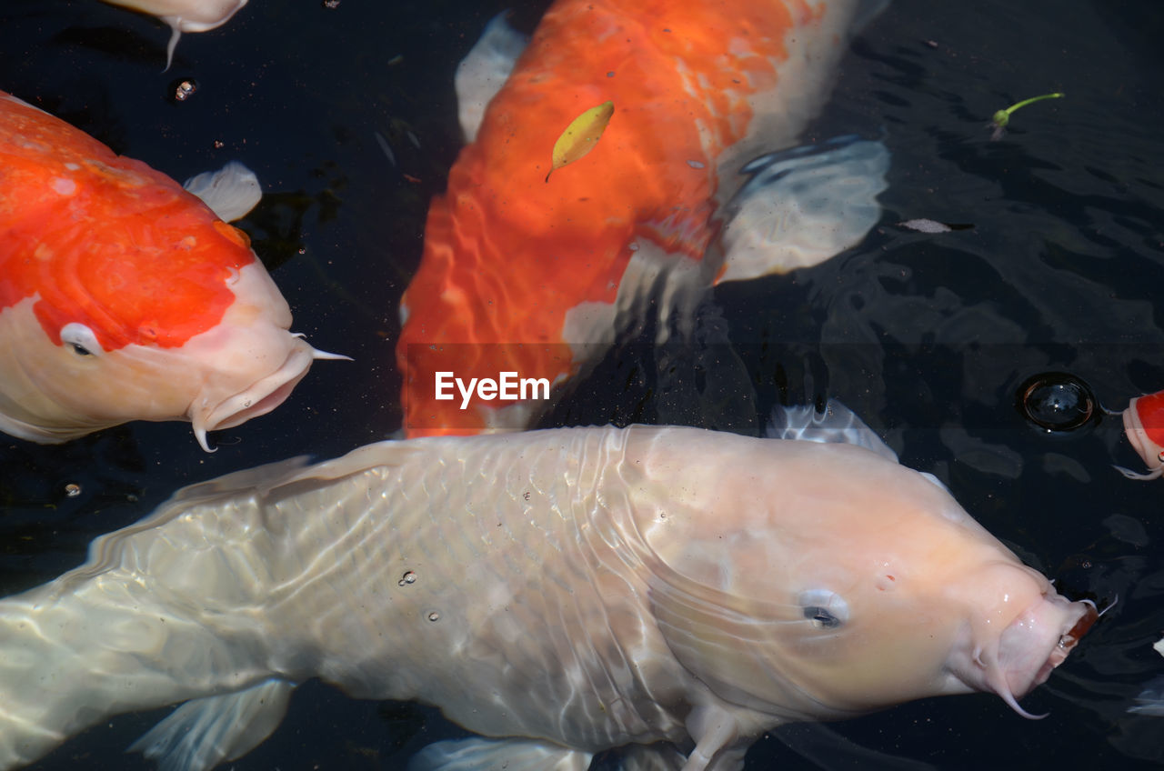 CLOSE-UP OF KOI CARPS SWIMMING IN WATER