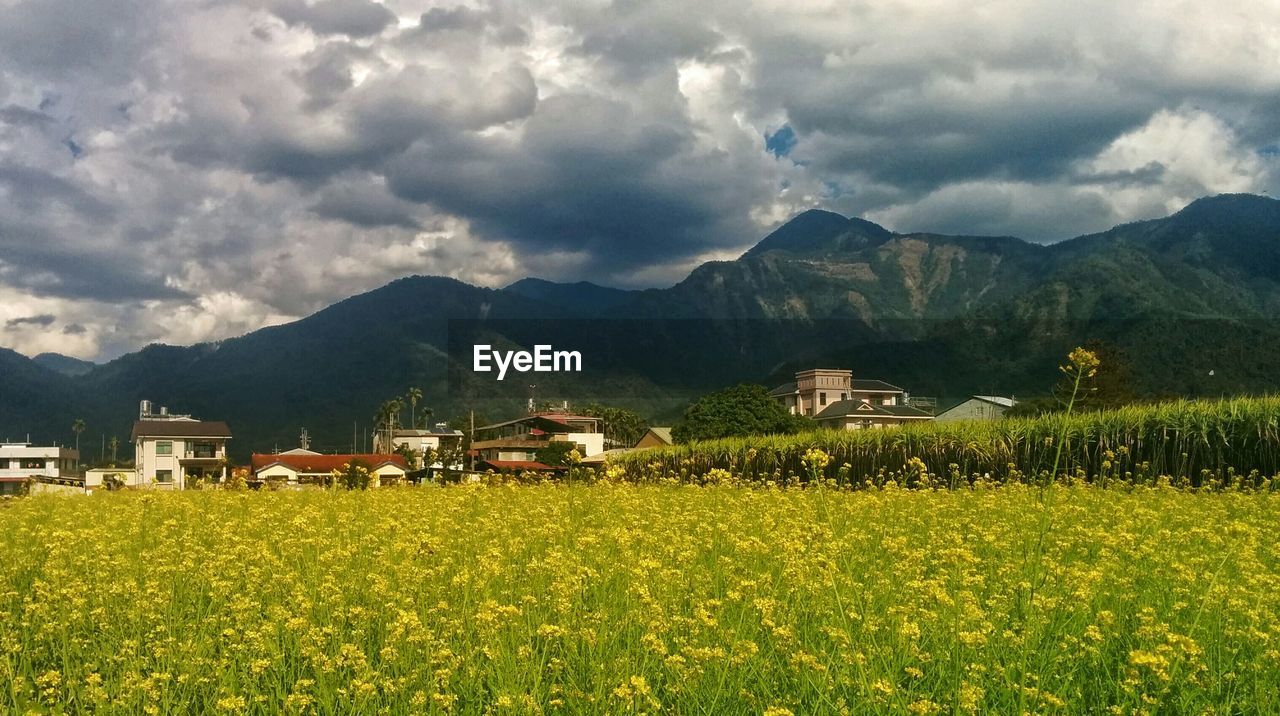 Yellow flowers and majestic mountains against cloudy sky