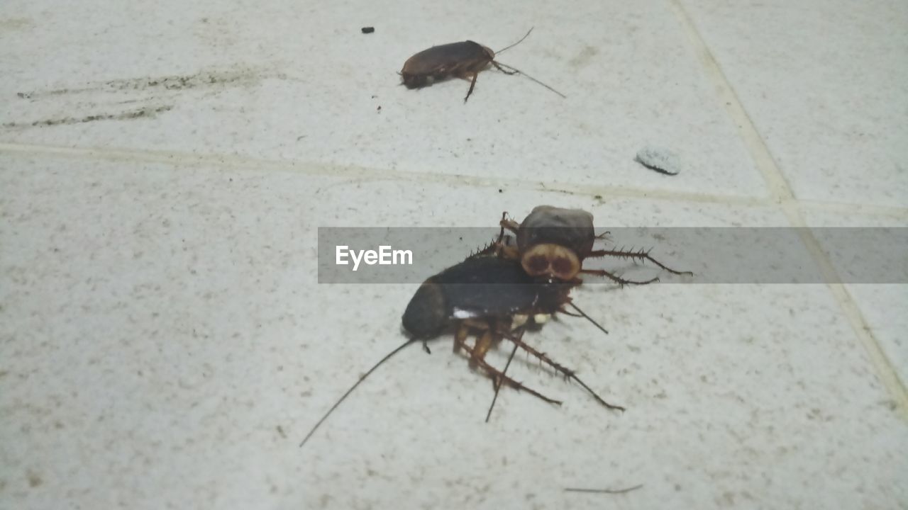 CLOSE-UP OF INSECT ON FLOOR