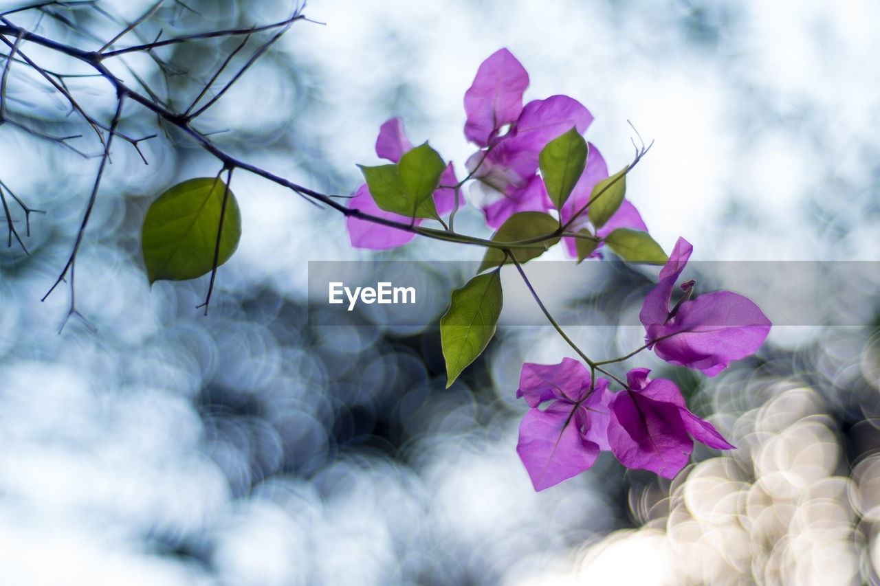 Low angle view of pink flowering plant