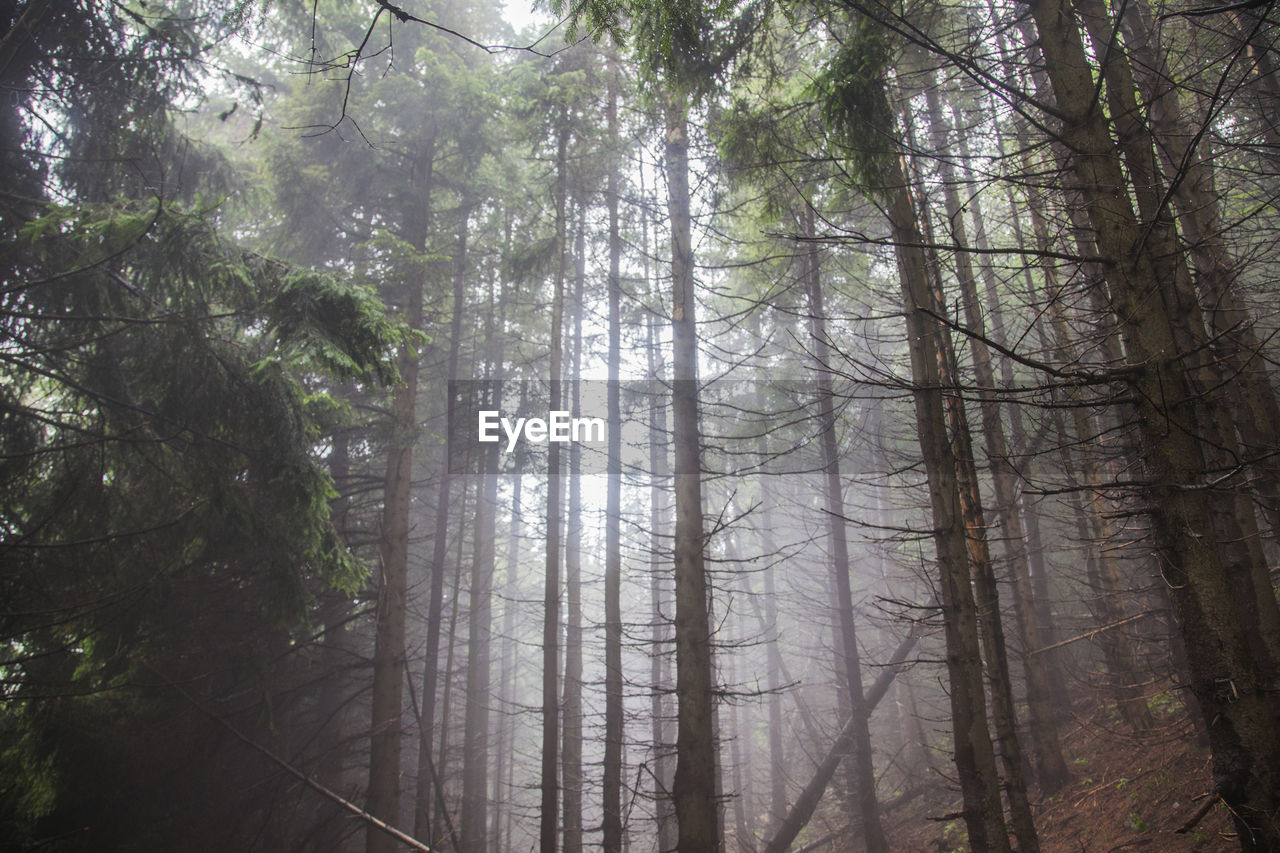 Low angle view of trees in forest