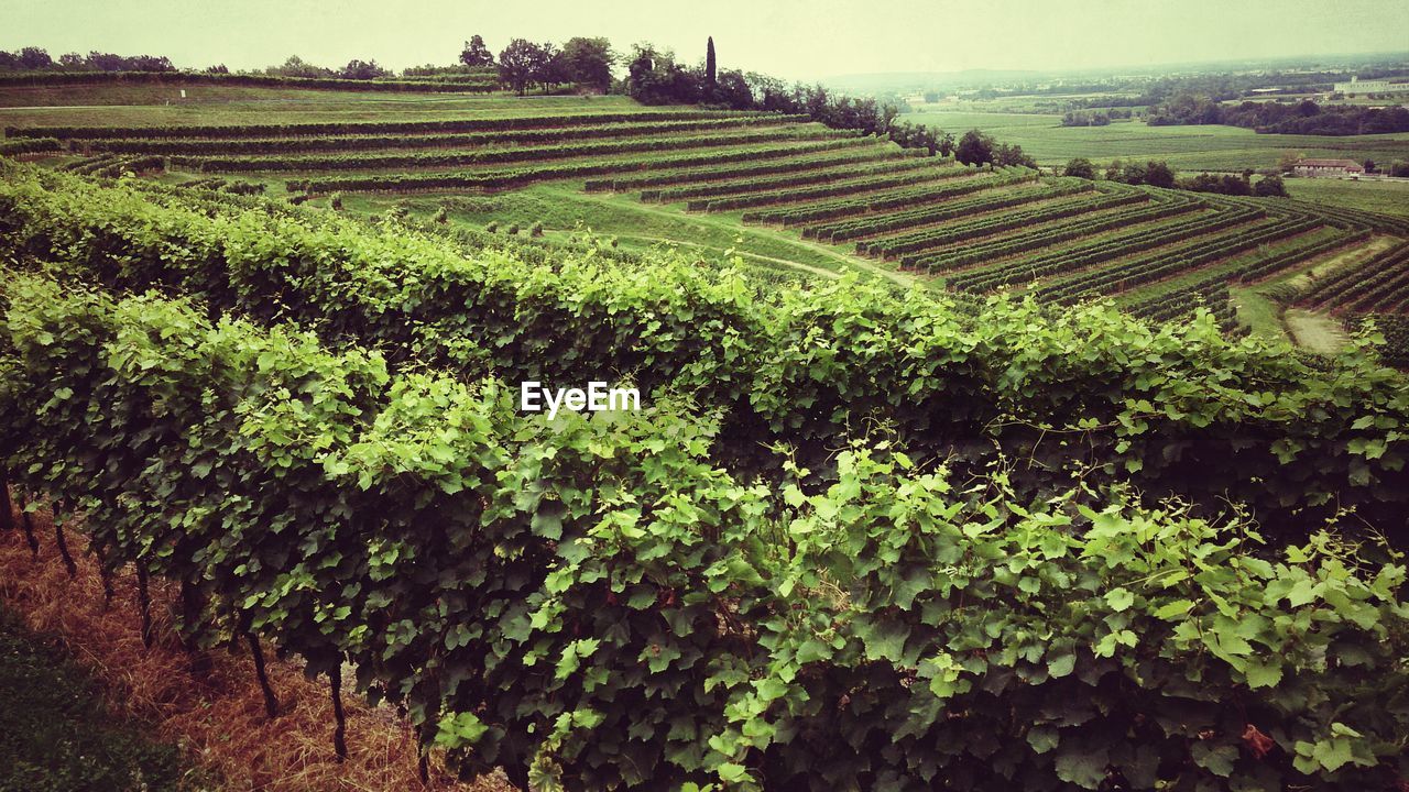 View of vineyards