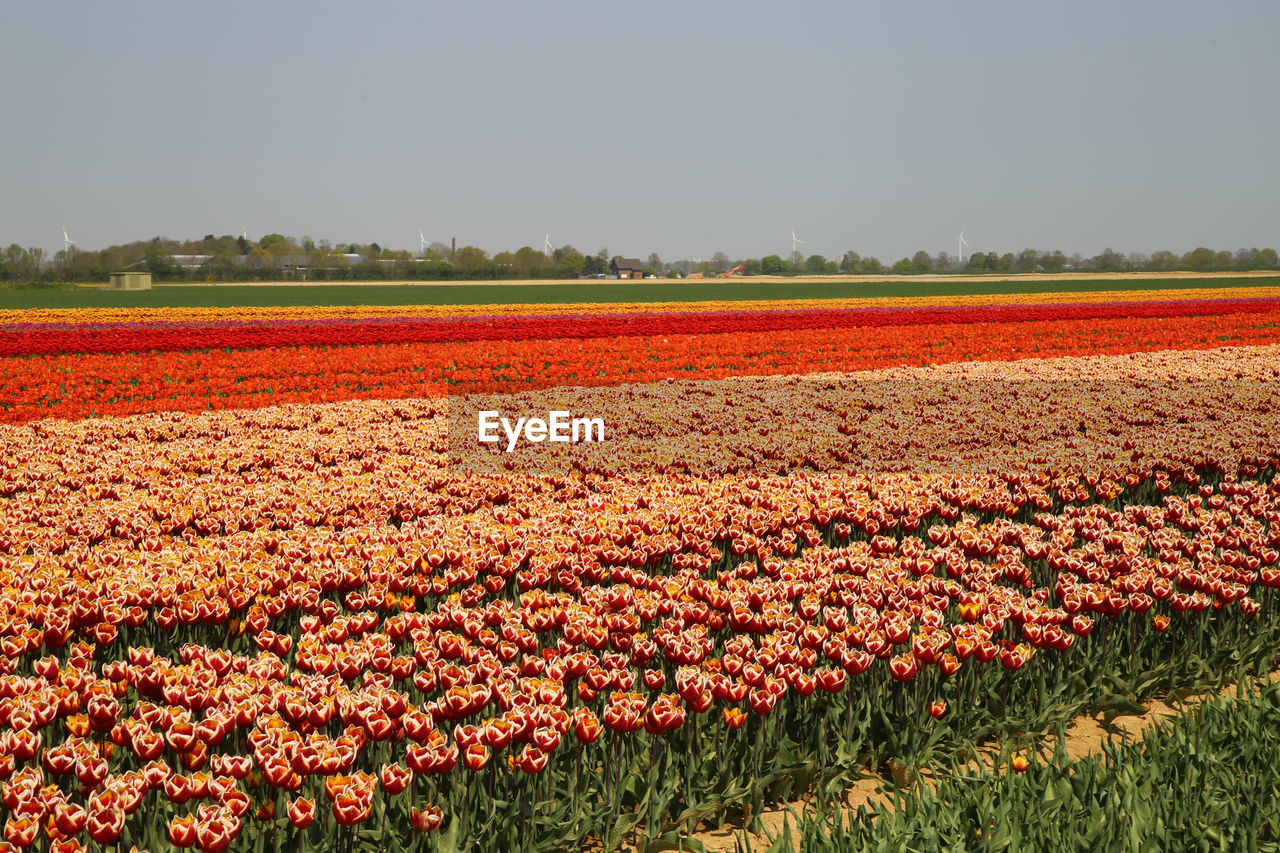 VIEW OF FLOWERING PLANTS ON FIELD