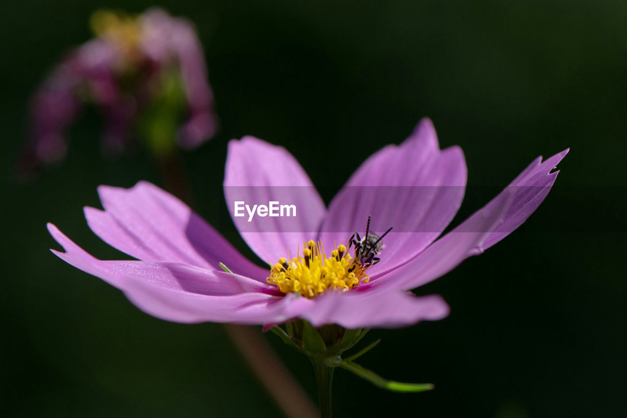 Close-up of bee on cosmos flower blooming outdoors