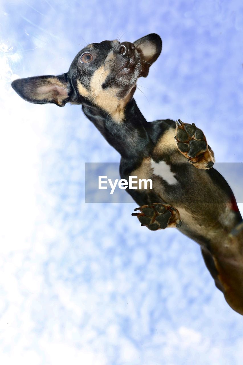 animal, one animal, animal themes, dog, mammal, pet, sky, canine, no people, domestic animals, cloud, animal body part, nature, blue, low angle view, day, outdoors