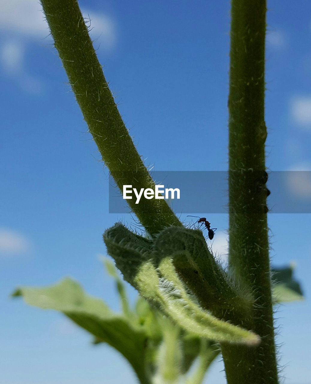 CLOSE-UP OF PLANTS AGAINST BLURRED BACKGROUND