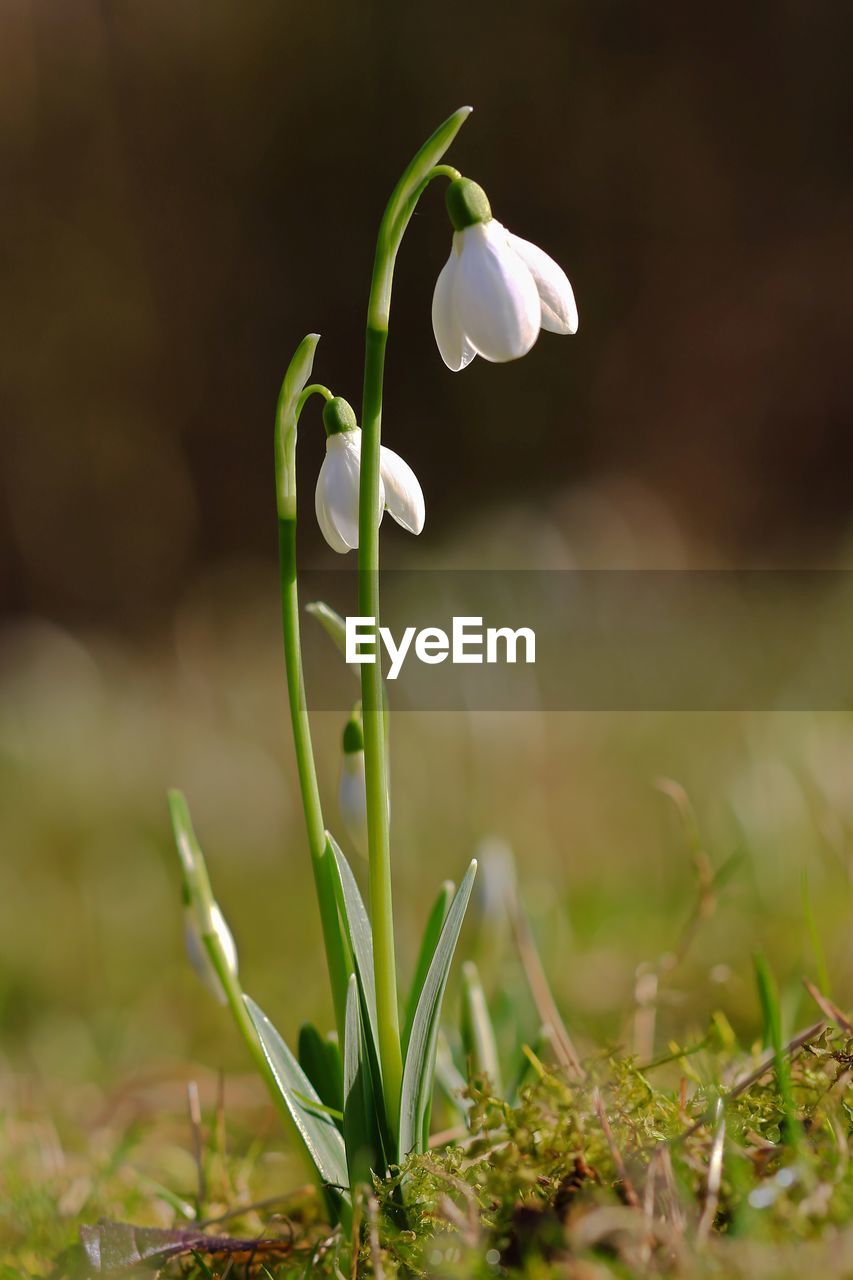 Close-up of flowering plant on field