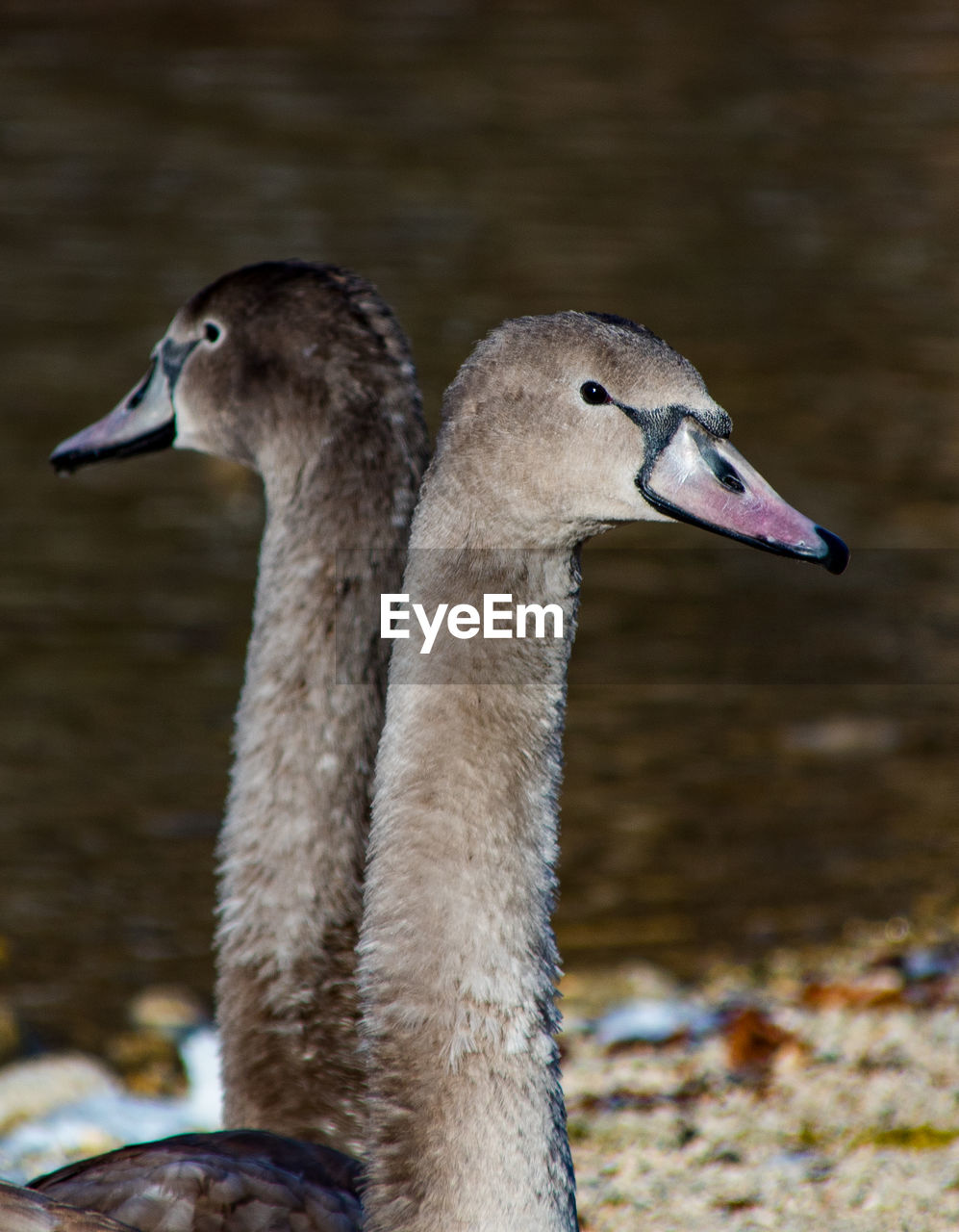 CLOSE-UP OF A BIRD