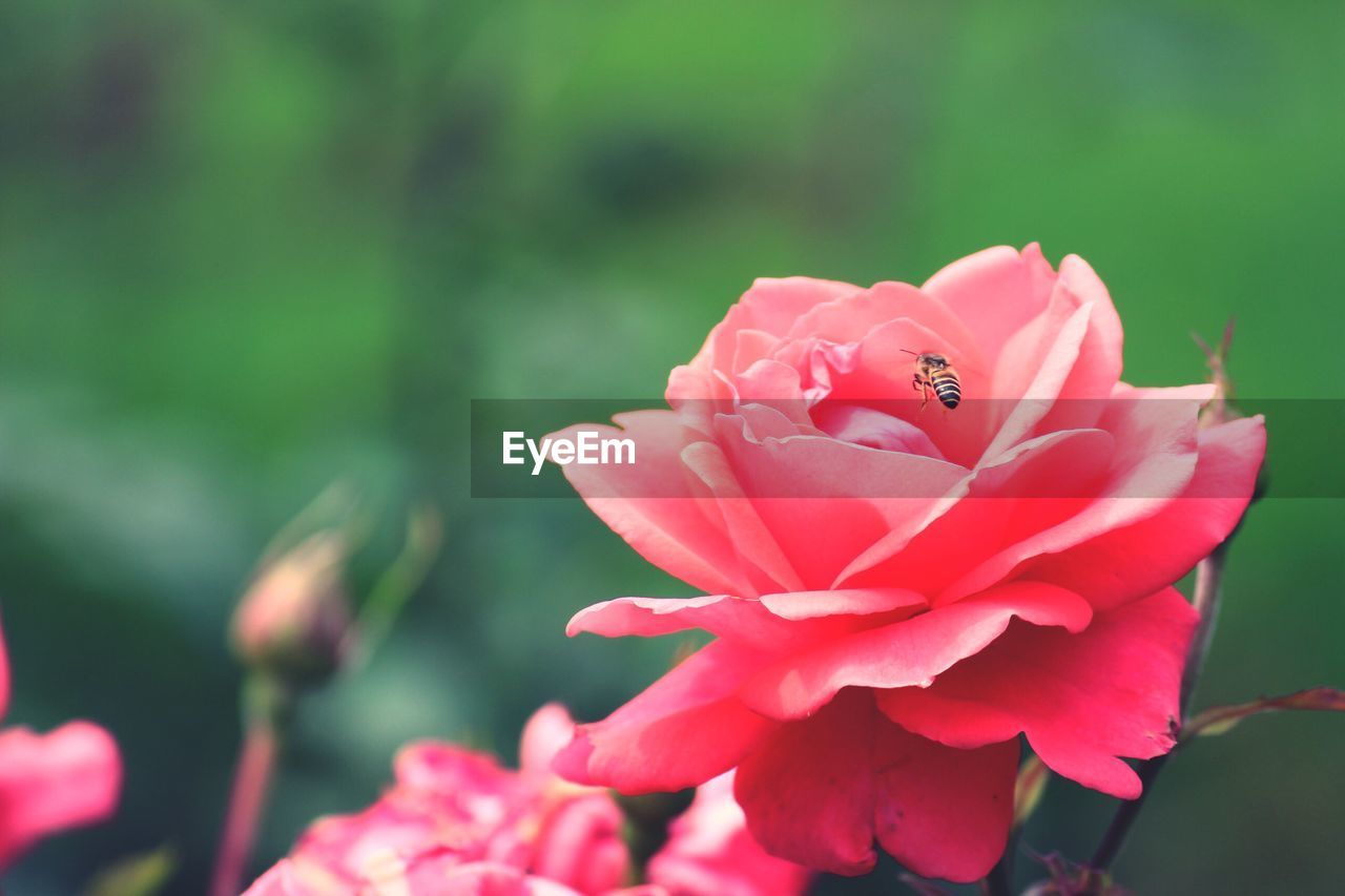 CLOSE-UP OF PINK FLOWERS BLOOMING OUTDOORS