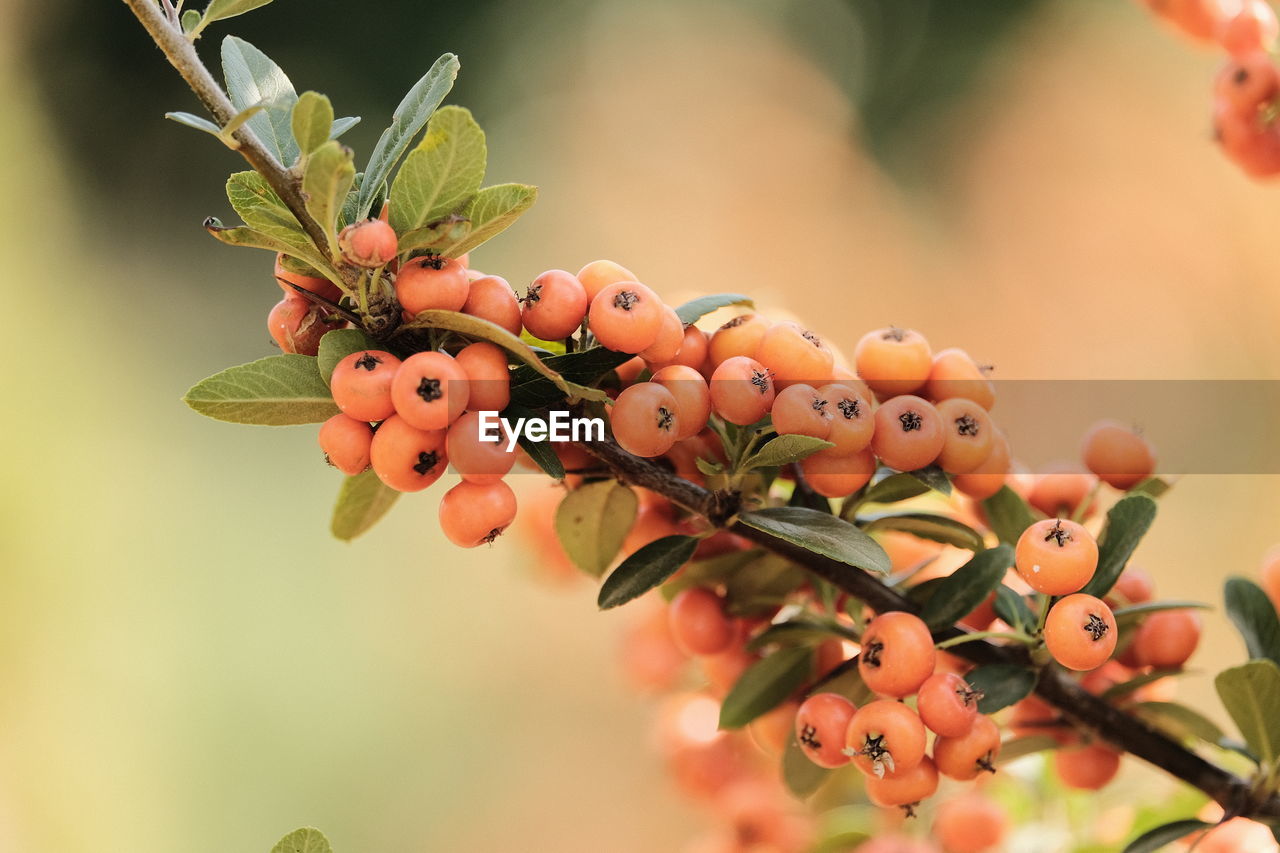 plant, fruit, food and drink, food, branch, blossom, healthy eating, tree, nature, macro photography, flower, plant part, close-up, leaf, freshness, growth, beauty in nature, no people, shrub, agriculture, outdoors, orange color, autumn, focus on foreground, red, selective focus, landscape, green, produce, day, environment, sunlight, wellbeing, multi colored, berry, spring