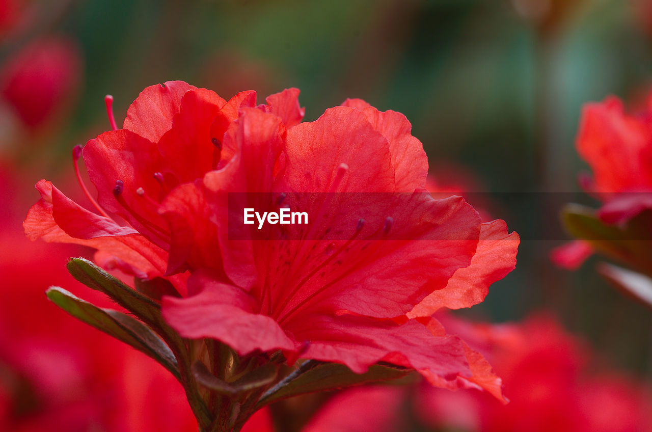 CLOSE-UP OF RED ROSE PLANT