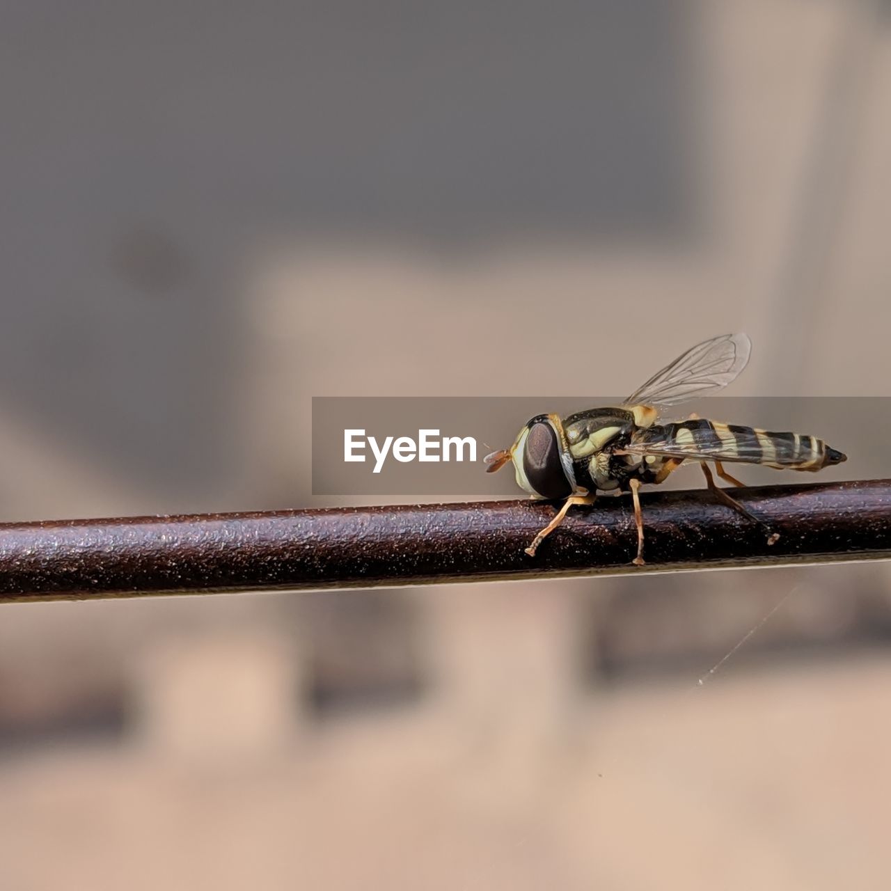 CLOSE-UP OF DRAGONFLY ON METAL WIRE