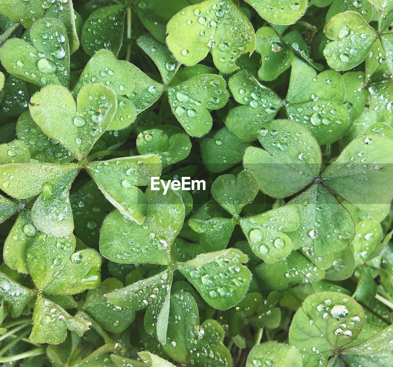 CLOSE-UP OF WET LEAVES