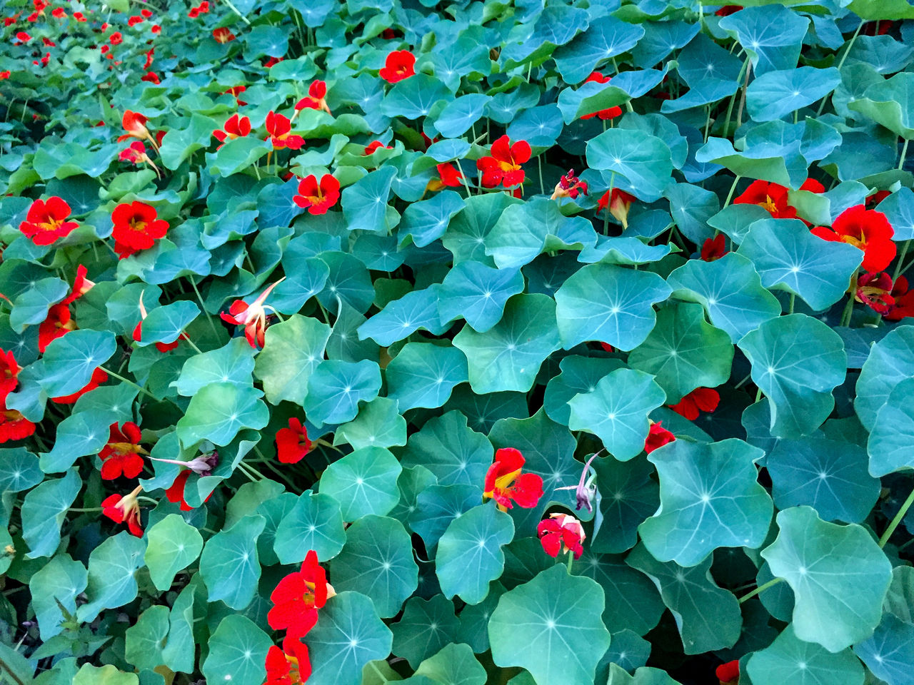 CLOSE-UP OF FLOWERS