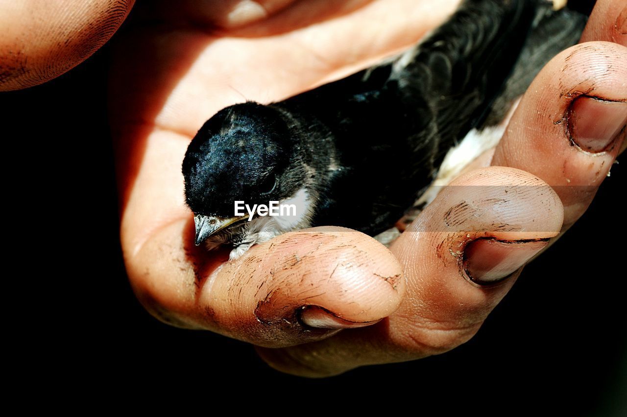 Close-up of woman holding young bird