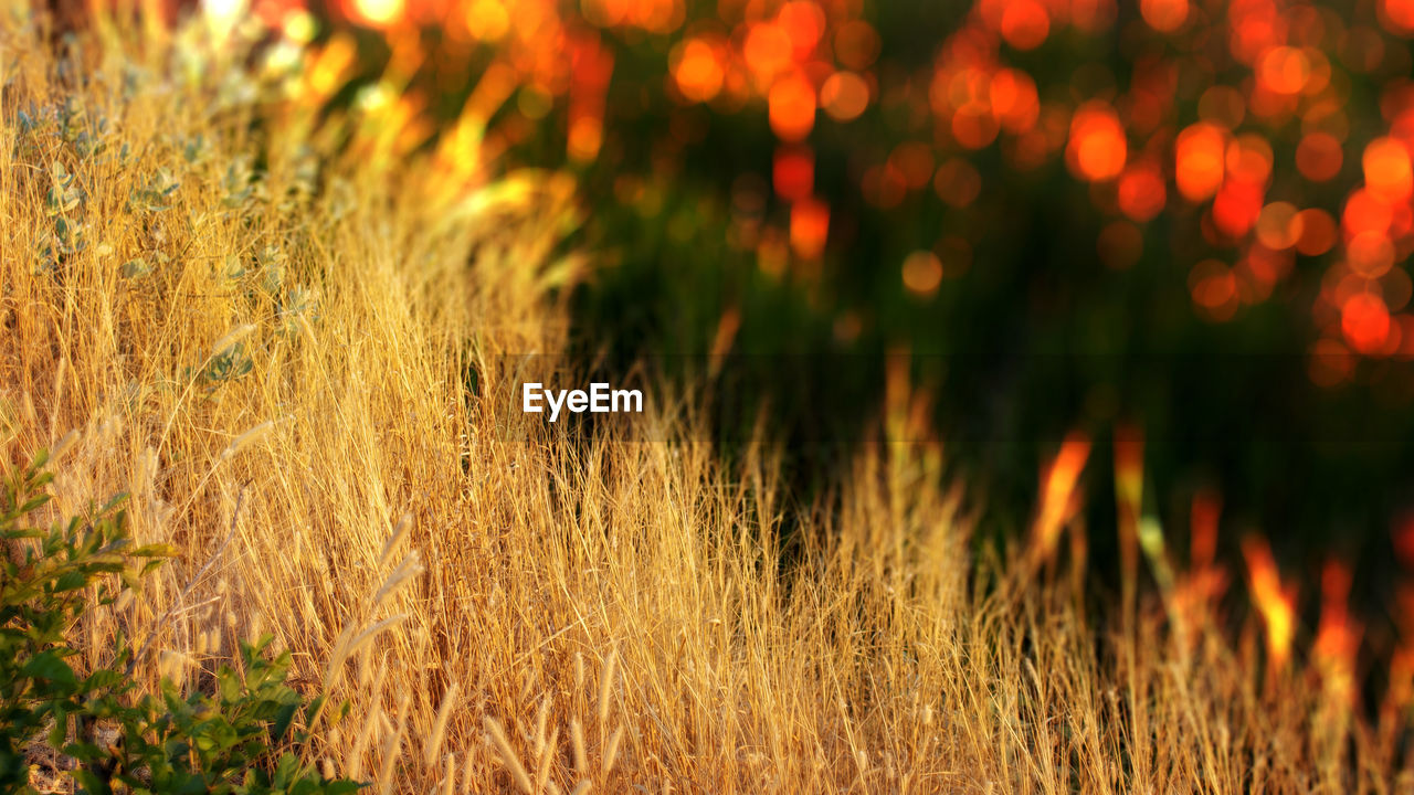 Close-up of grass on field