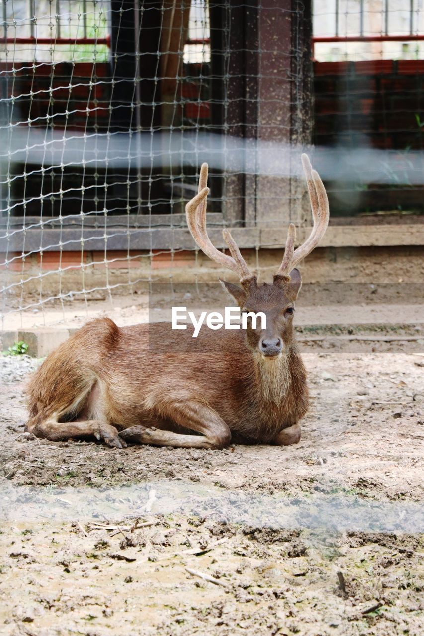 View of deer in zoo