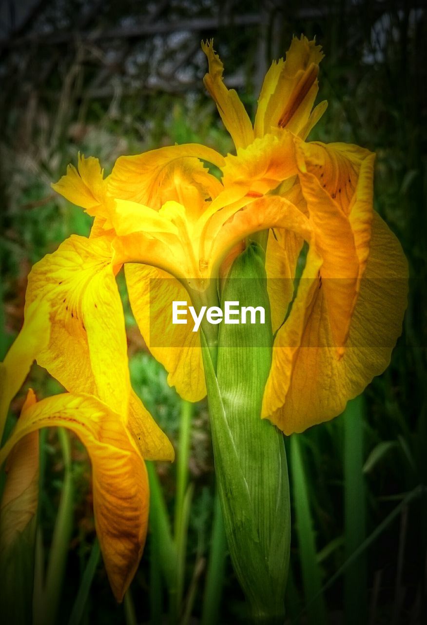 Close-up of yellow flower