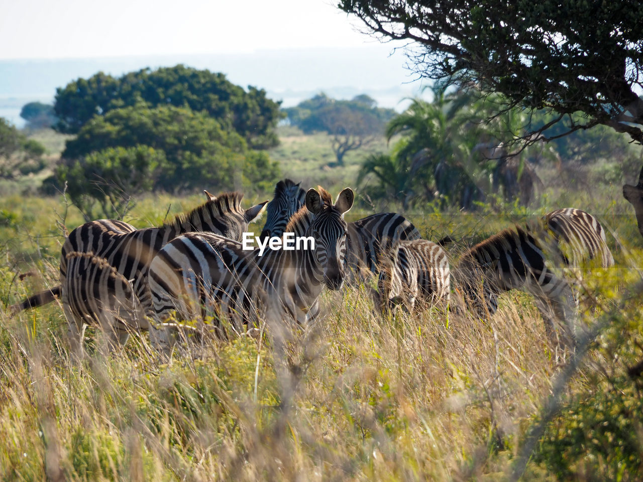 Zebras in a field