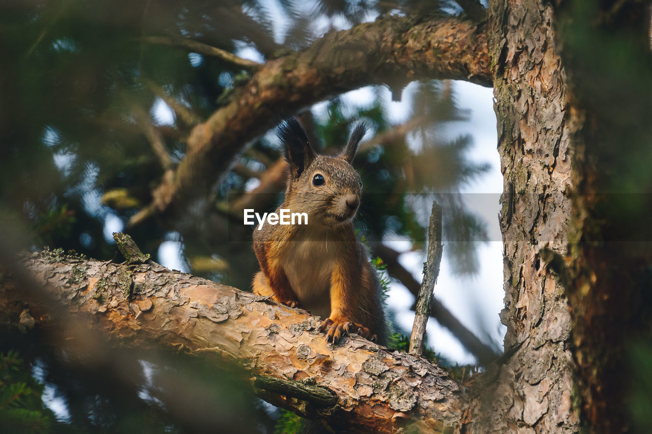 SQUIRREL ON TREE