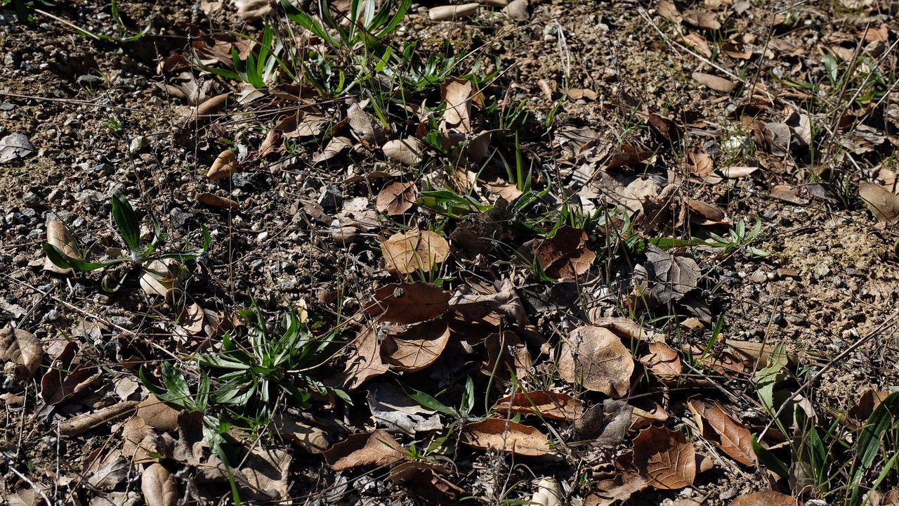 HIGH ANGLE VIEW OF PLANTS ON FIELD