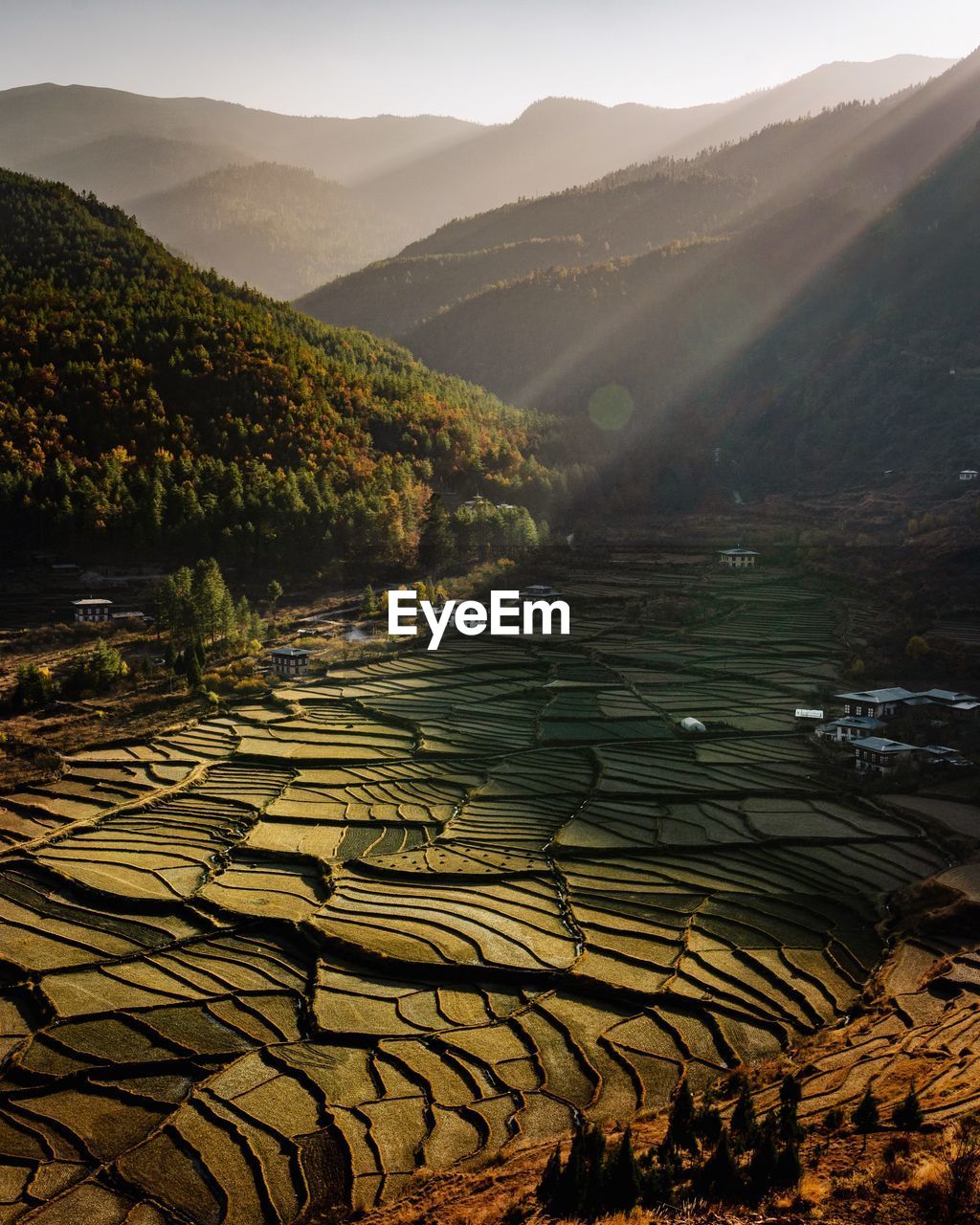 Scenic view of agricultural landscape