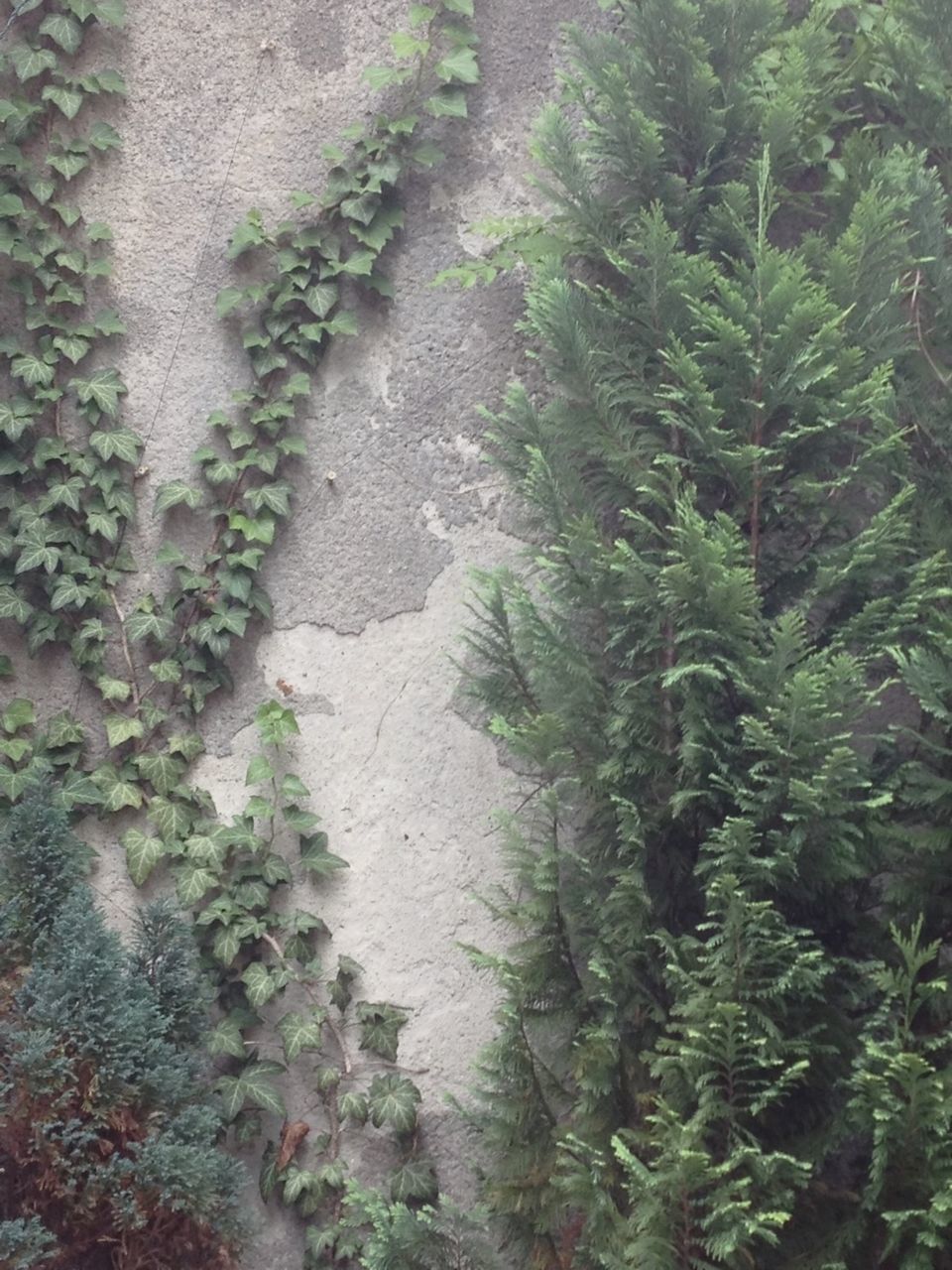 PLANTS GROWING ON FOOTPATH