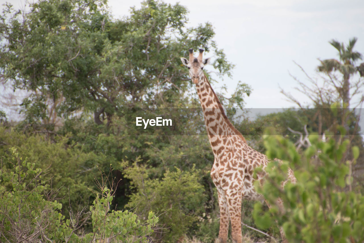 LOW ANGLE VIEW OF GIRAFFE ON TREE AGAINST SKY