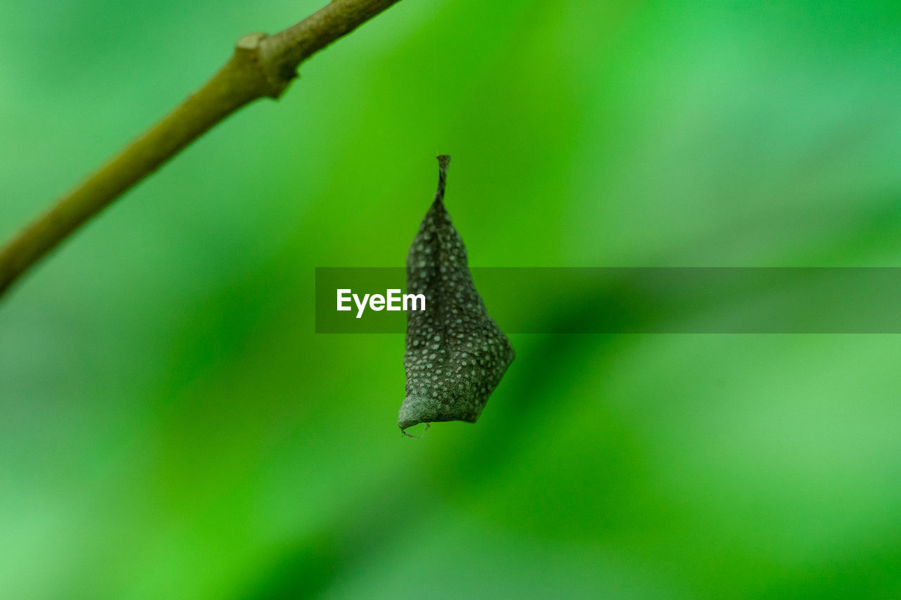 CLOSE-UP OF A GREEN LEAF