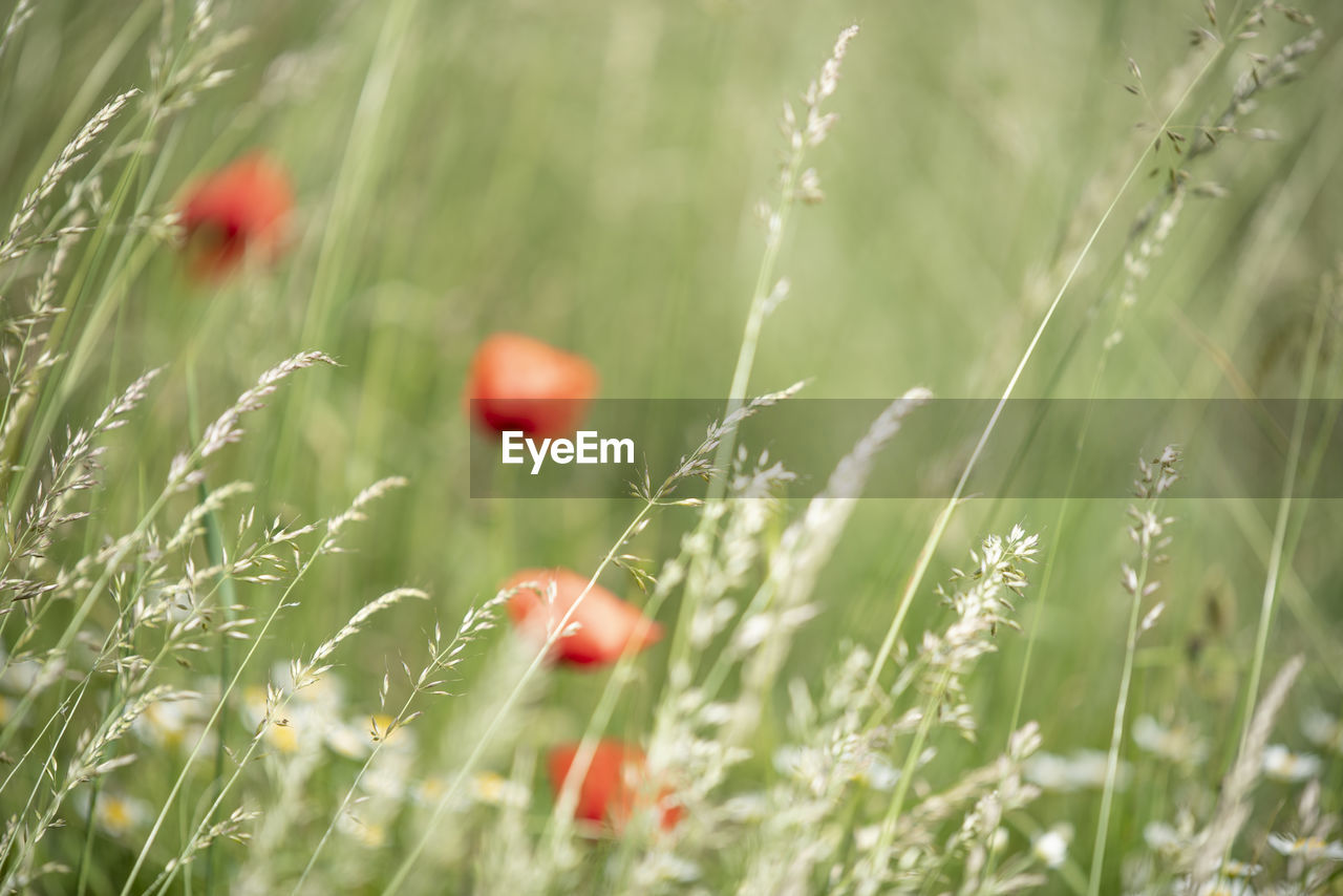 Close-up of poppy on field